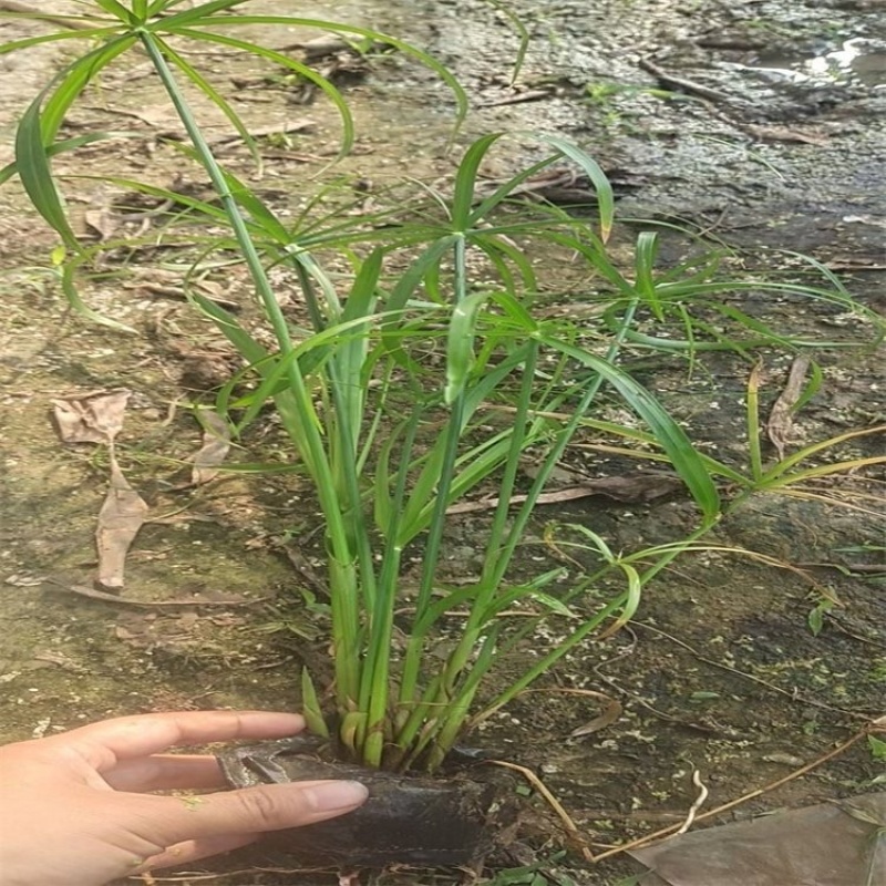 旱伞草风车草大量上市旱伞草种植批发基地