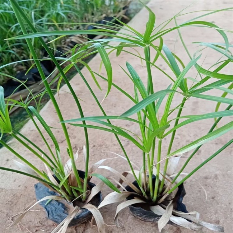 旱伞草风车草大量上市旱伞草种植批发基地