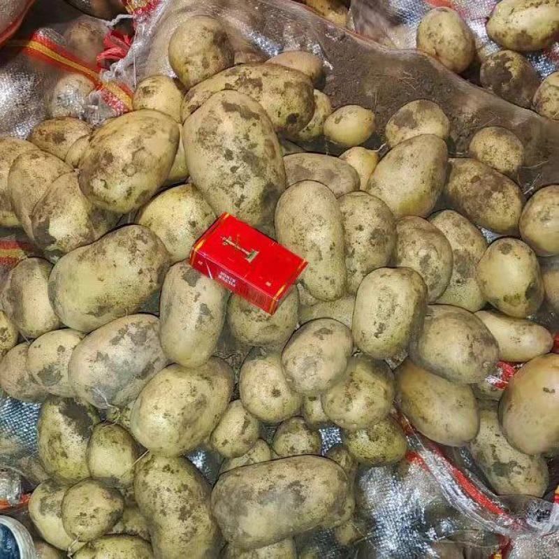 供应大量山东冷库箱装袋装土豆V7荷兰希森6欢迎洽谈