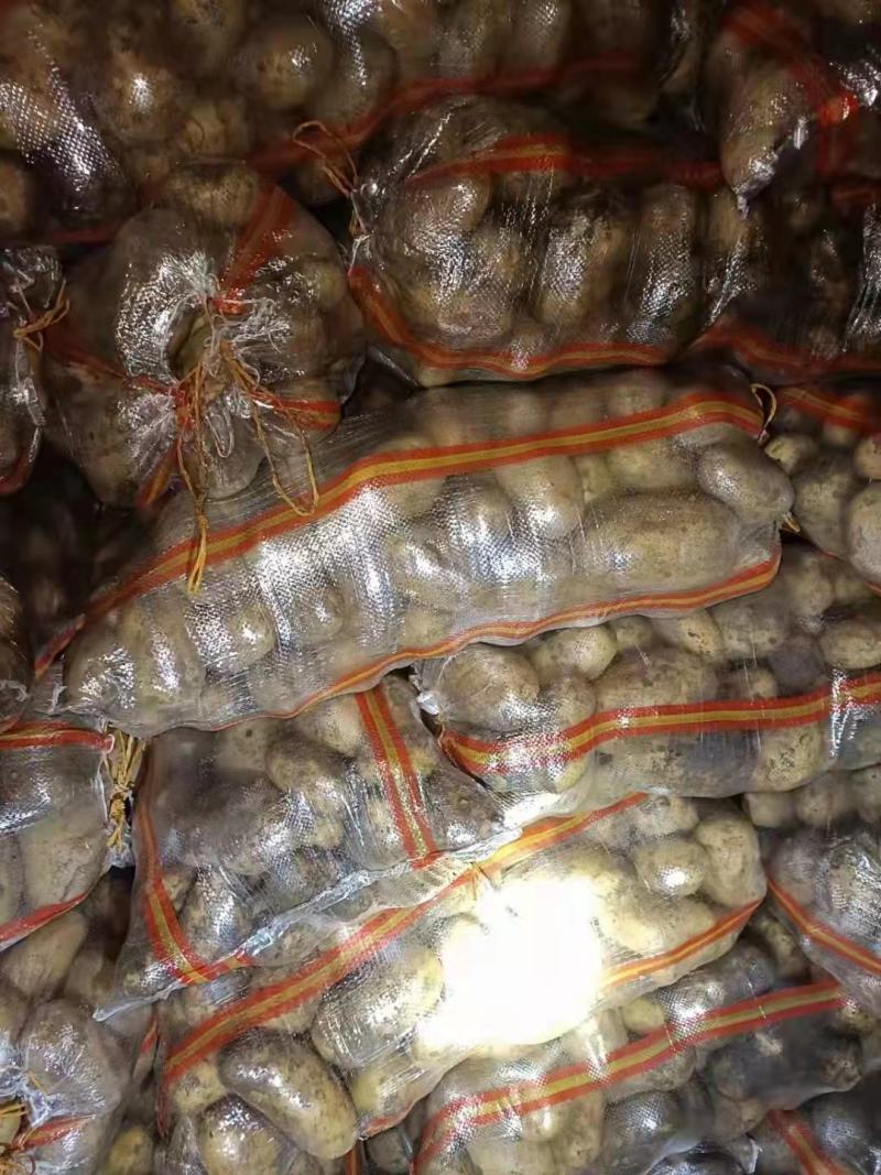 供应大量山东冷库箱装袋装土豆V7荷兰希森6欢迎洽谈
