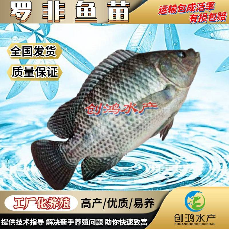 【2023新苗】罗非鱼苗高雄性罗非鱼苗新吉富罗非鱼苗
