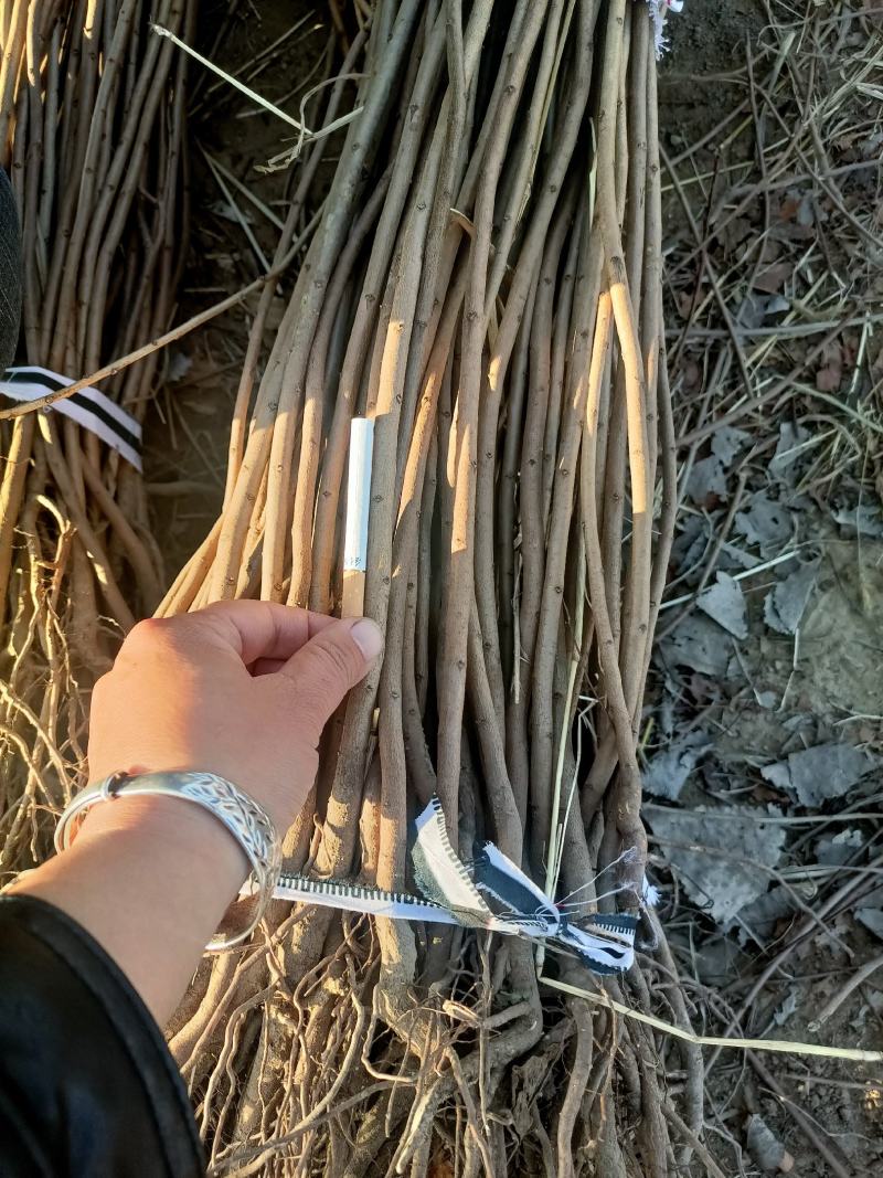 黄栌小苗