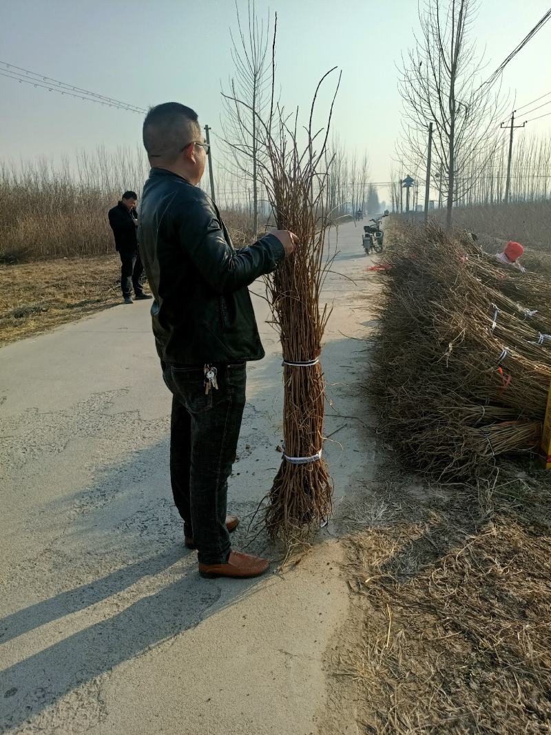 黄栌小苗