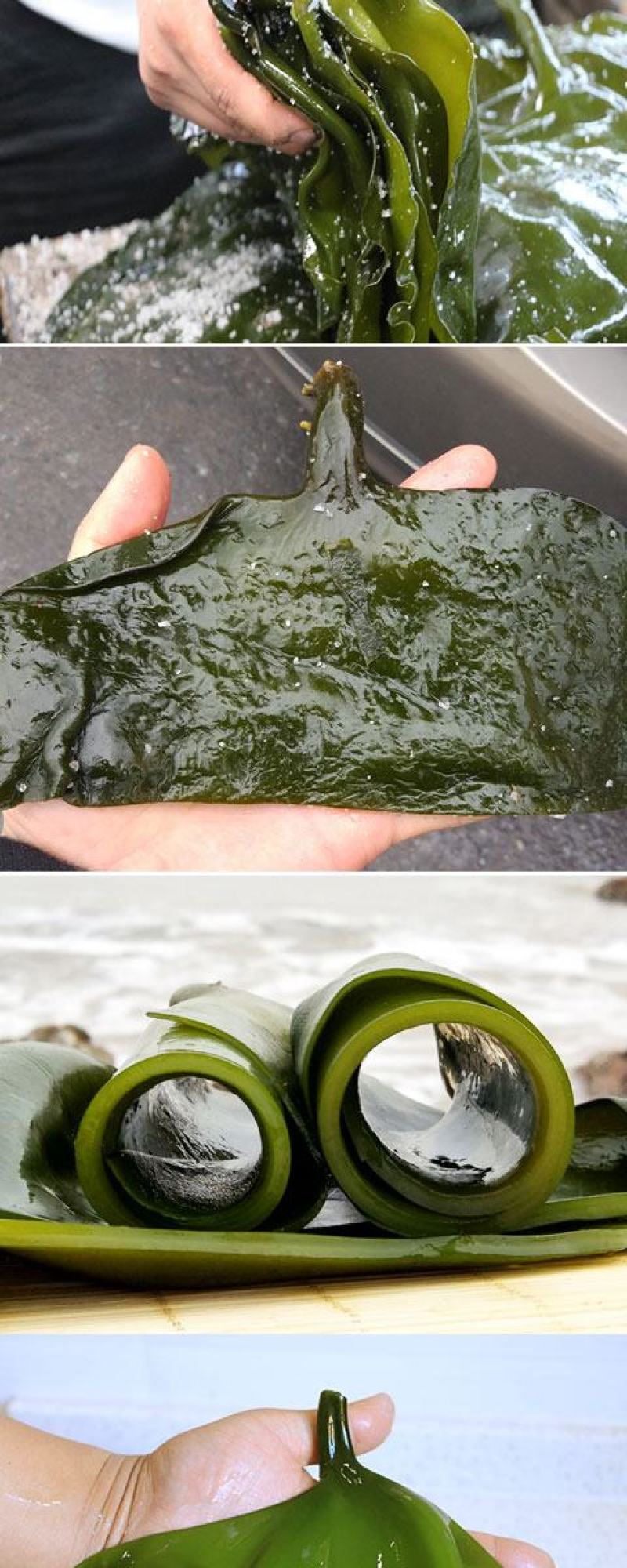 威海50-60公分深海精品海带头半干海带荣成产地直供