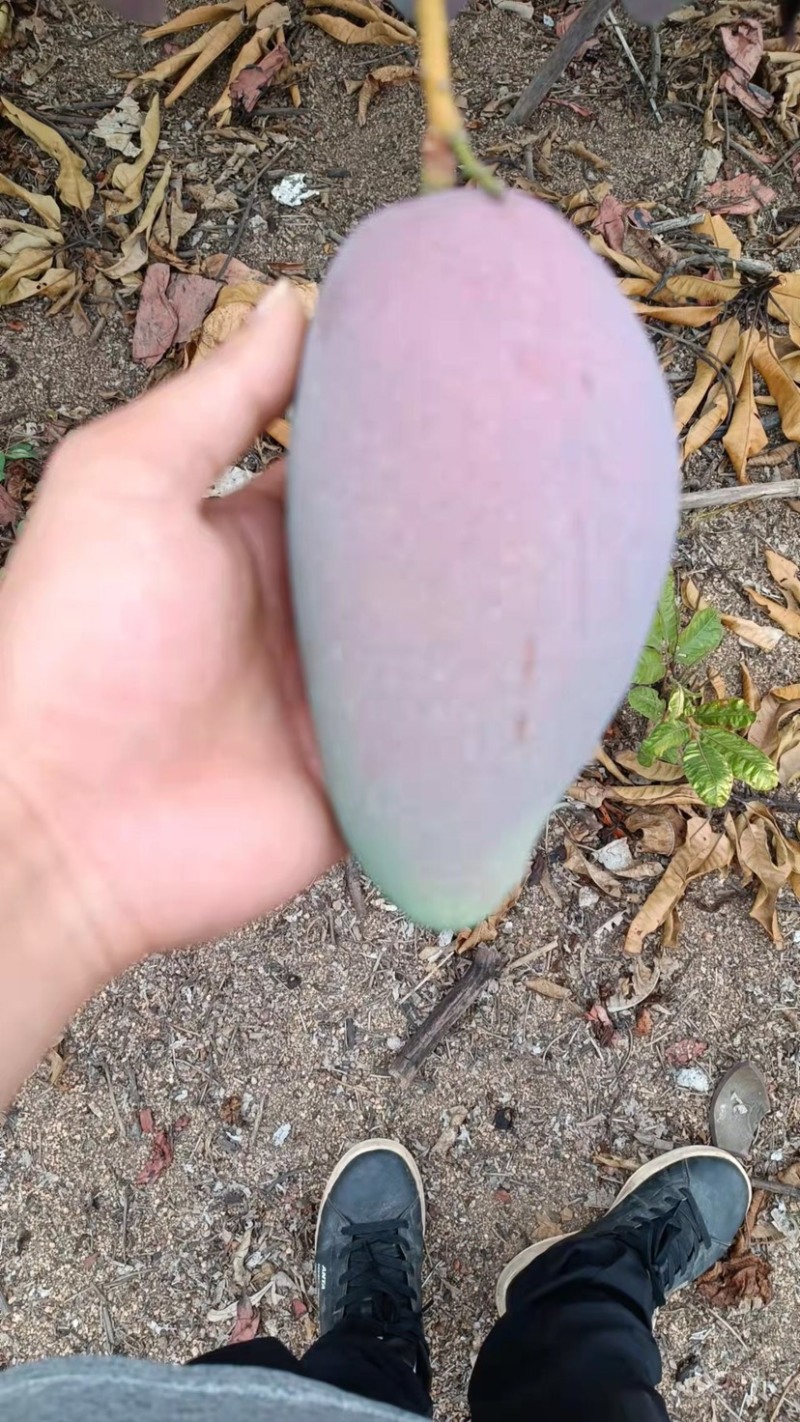 芒果贵妃芒红金龙树上熟基地现採支持全网一件代发整车零担配车