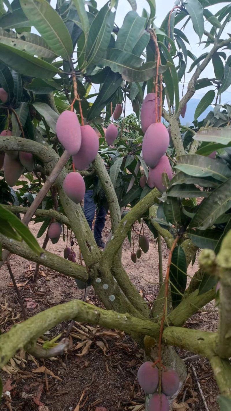 芒果贵妃芒红金龙树上熟基地现採支持全网一件代发整车零担配车