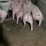 供应浙江优质良种外三元杜洛克仔猪猪苗小猪视频看猪