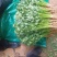 精品大棚大叶香菜质量保证一手货源视频看货