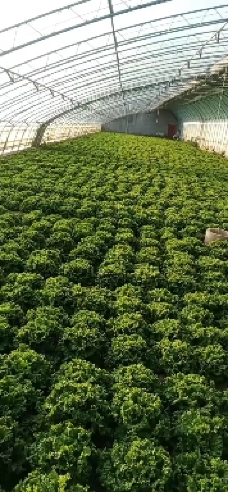 精品生菜颜色好质量优，可供超市发往全国各地