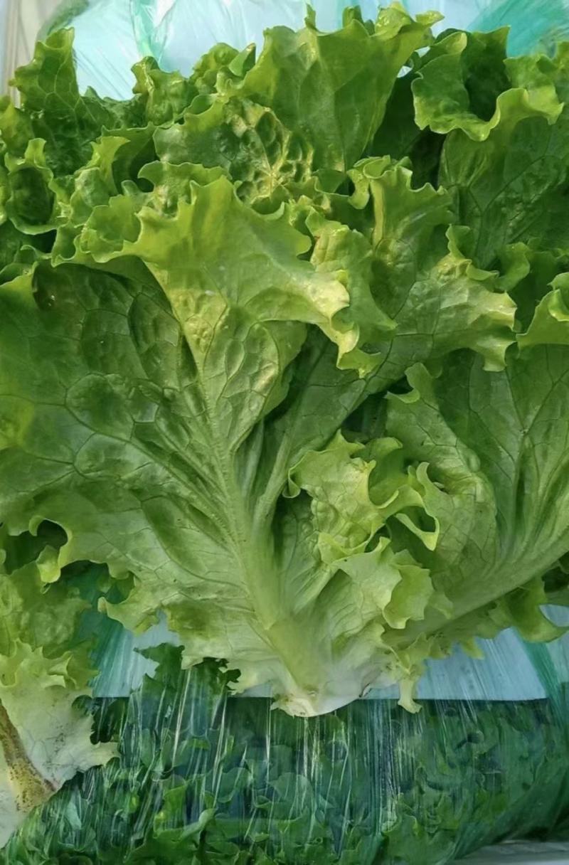 精品生菜颜色好质量优，可供超市发往全国各地
