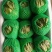 精品生菜颜色好质量优,可供超市发往全国各地