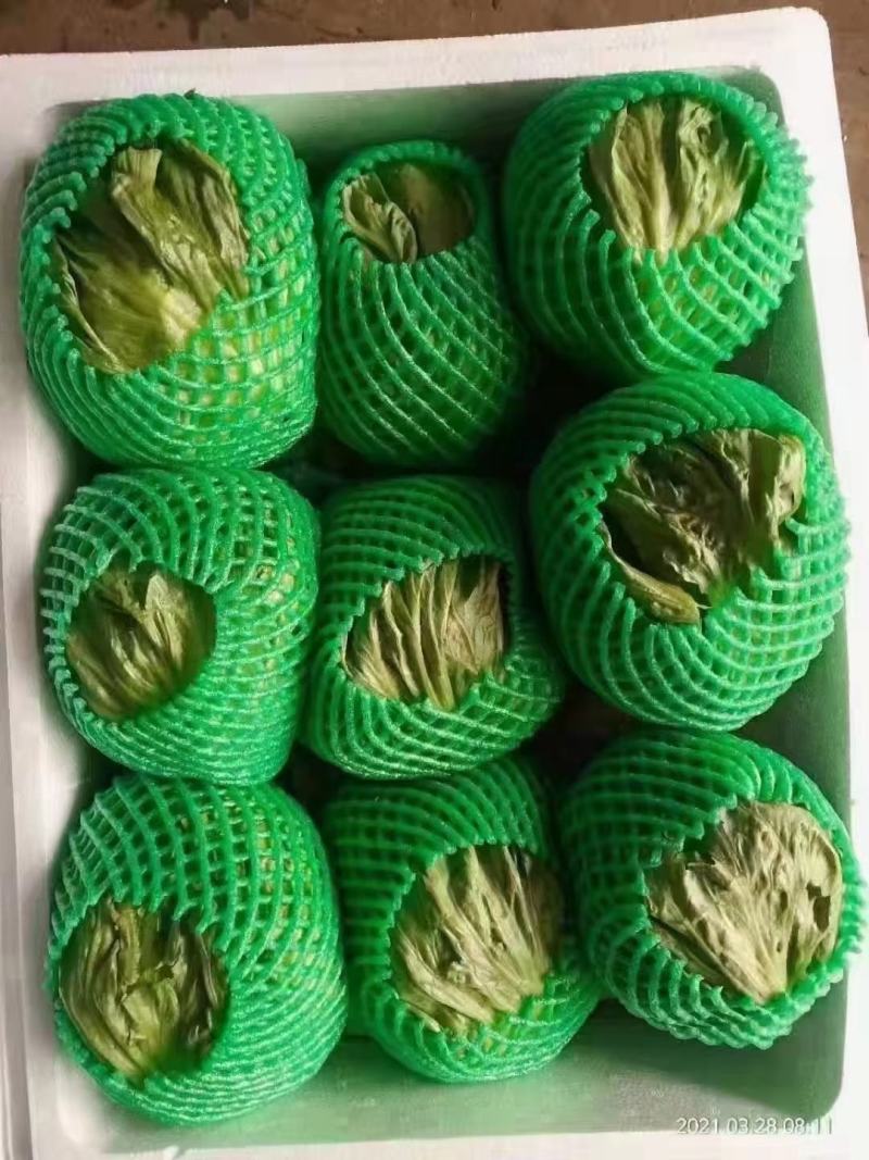 精品生菜颜色好质量优，可供超市发往全国各地