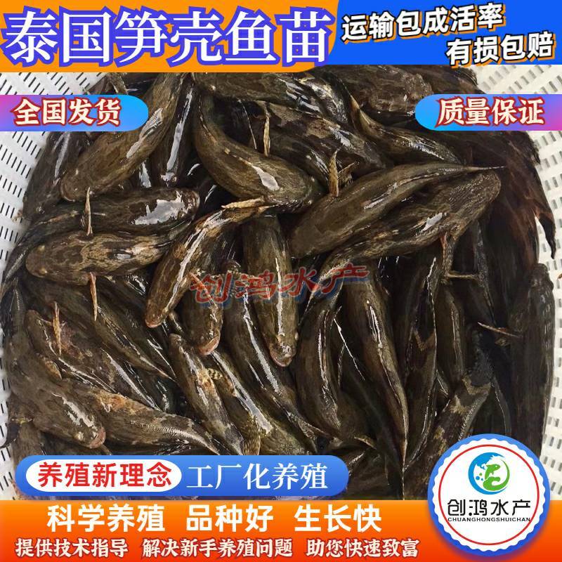 【2023新苗】泰国笋壳鱼苗云斑尖塘鳢淡水养殖