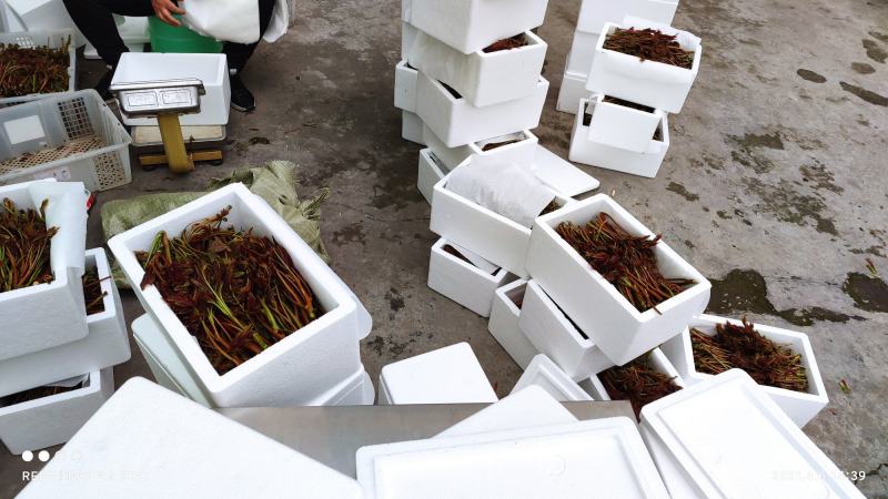 四川香椿芽基地直发鲜货精品香椿芽一件代发产地代办