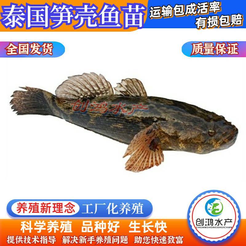 2023新苗优质笋壳鱼苗泰国笋壳鱼苗杂交笋壳鱼苗
