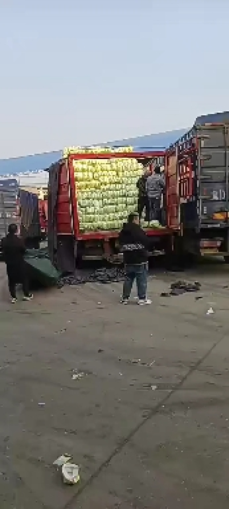优选大白菜，产地直发，货源充足，品质保证，诚信代办，