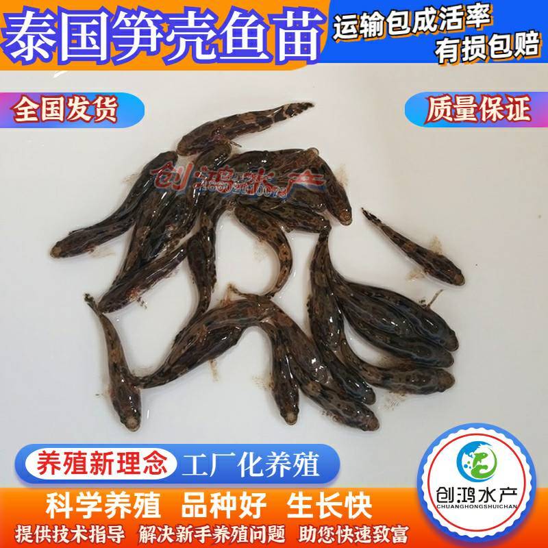【2023新苗】泰国笋壳鱼苗杂交笋壳鱼苗云斑尖塘鳢