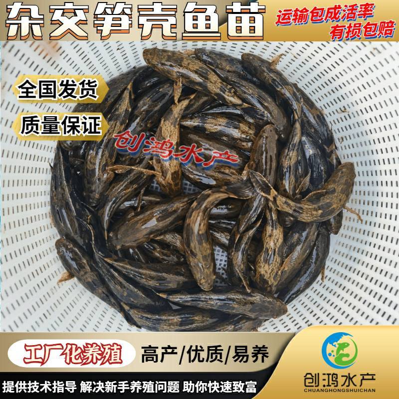 2023新苗优质笋壳鱼苗泰国笋壳鱼苗杂交笋壳鱼苗