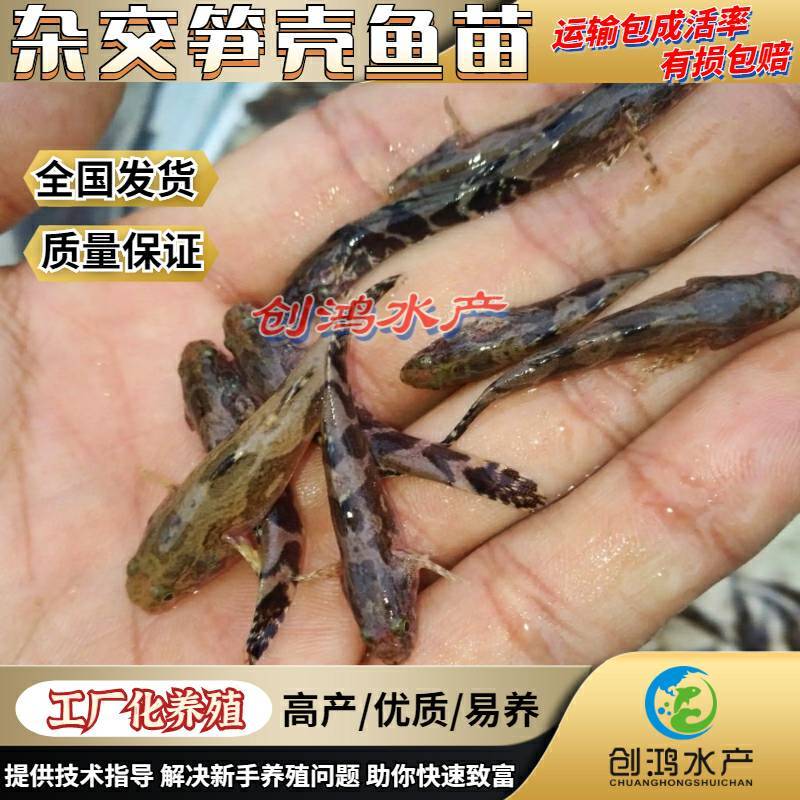 【2023新苗】泰国笋壳鱼苗杂交笋壳鱼苗云斑尖塘鳢