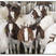 波尔山羊种羊，波尔山羊孕羊价格，哪里有卖波尔山羊的
