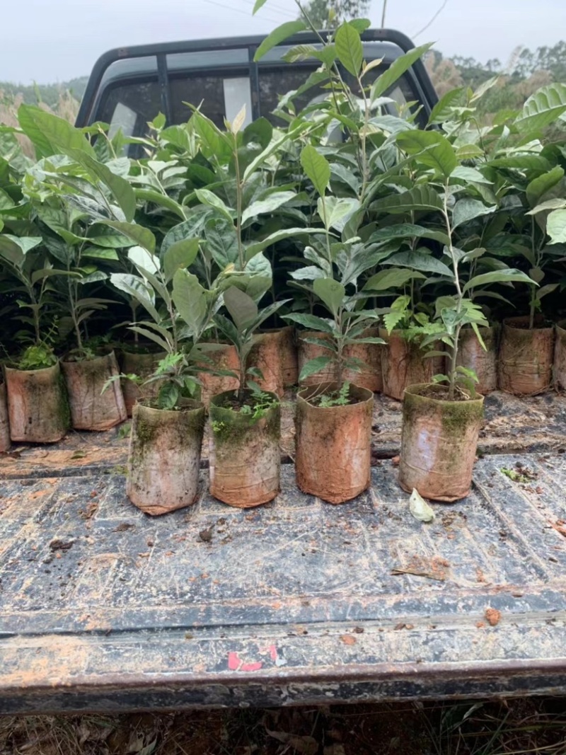 德甜二号羊奶果树苗纯甜羊奶果苗基地批发可盆栽庭院种植包邮