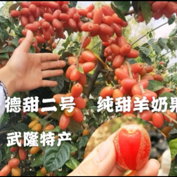 德甜二号羊奶果树苗纯甜羊奶果苗基地批发可盆栽庭院种植包邮