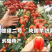 德甜二号羊奶果树苗纯甜羊奶果苗基地批发可盆栽庭院种植包邮