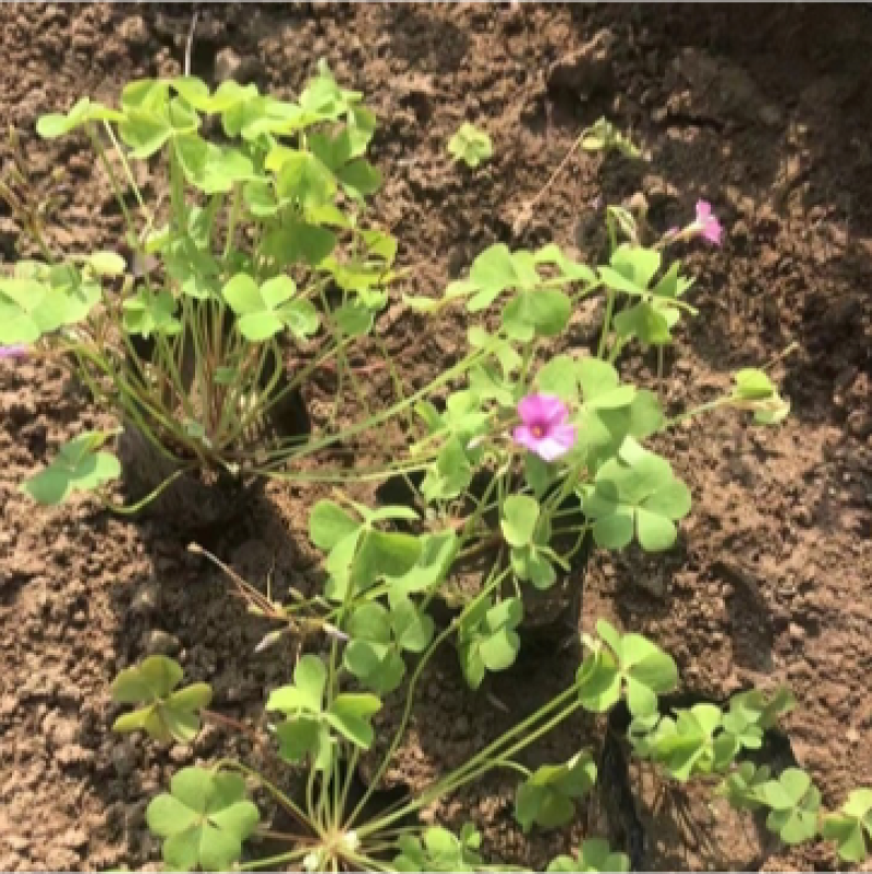 红花醡浆草种植基地醡浆草基地批发供应