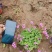 红花醡浆草种植基地醡浆草基地批发供应