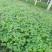 红花醡浆草种植基地醡浆草基地批发供应