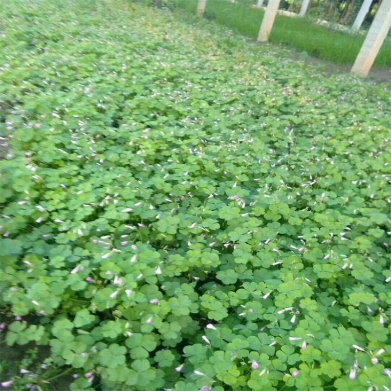红花醡浆草种植基地醡浆草基地批发供应