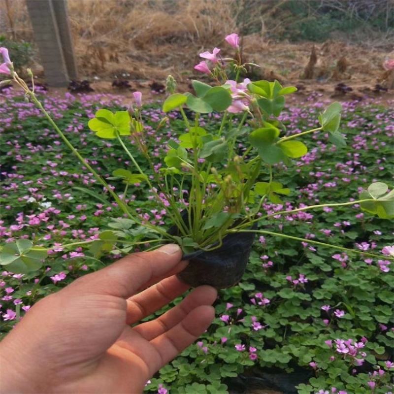红花醡浆草种植基地醡浆草基地批发供应