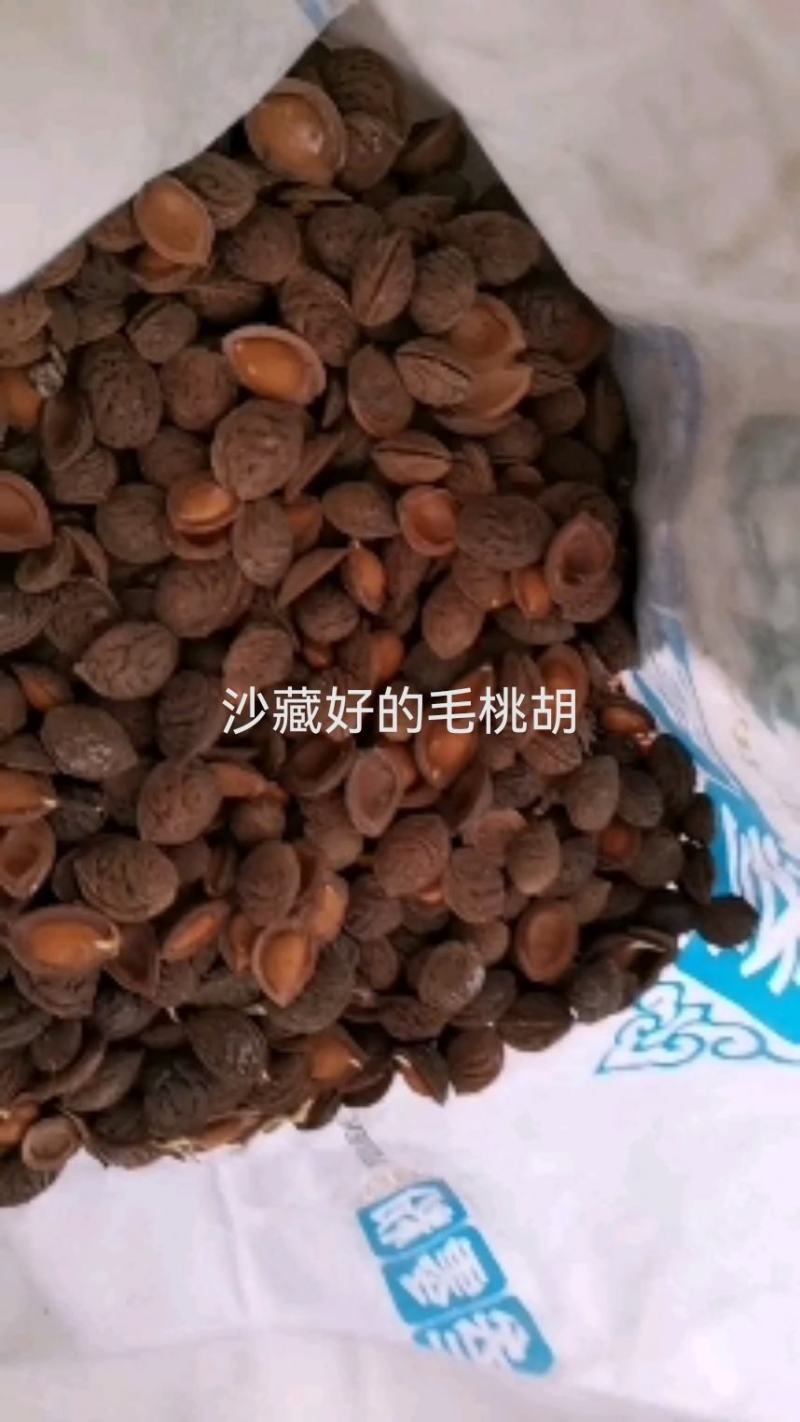 沙藏好的毛桃胡种子，开壳快，齐，开壳率高籽粒饱满，无坏粒