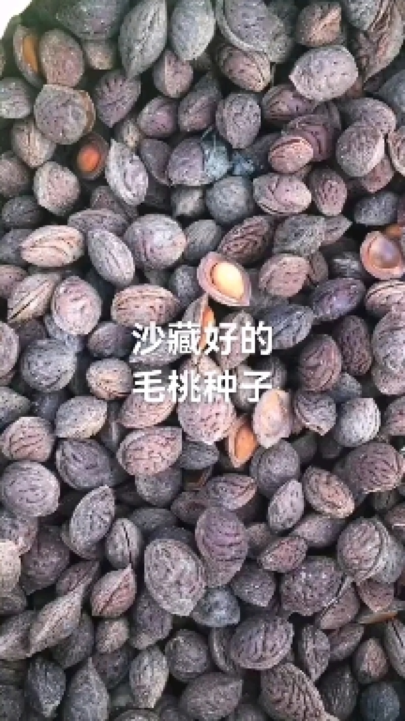 沙藏好的毛桃胡种子，开壳快，齐，开壳率高籽粒饱满，无坏粒