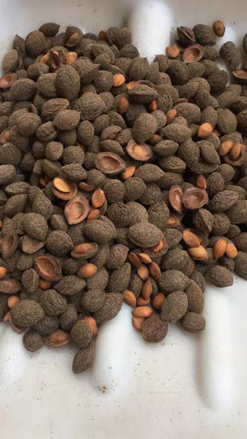 沙藏好的毛桃胡种子，开壳快，齐，开壳率高籽粒饱满，无坏粒