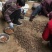 沙藏好的毛桃胡种子，开壳快，齐，开壳率高籽粒饱满，无坏粒