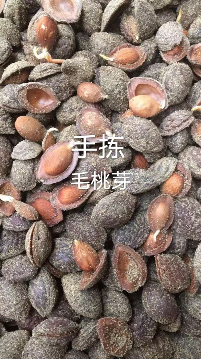 沙藏好的毛桃胡种子，开壳快，齐，开壳率高籽粒饱满，无坏粒