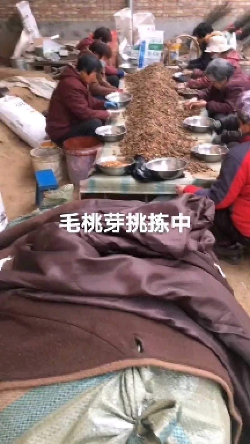 沙藏好的毛桃胡种子，开壳快，齐，开壳率高籽粒饱满，无坏粒