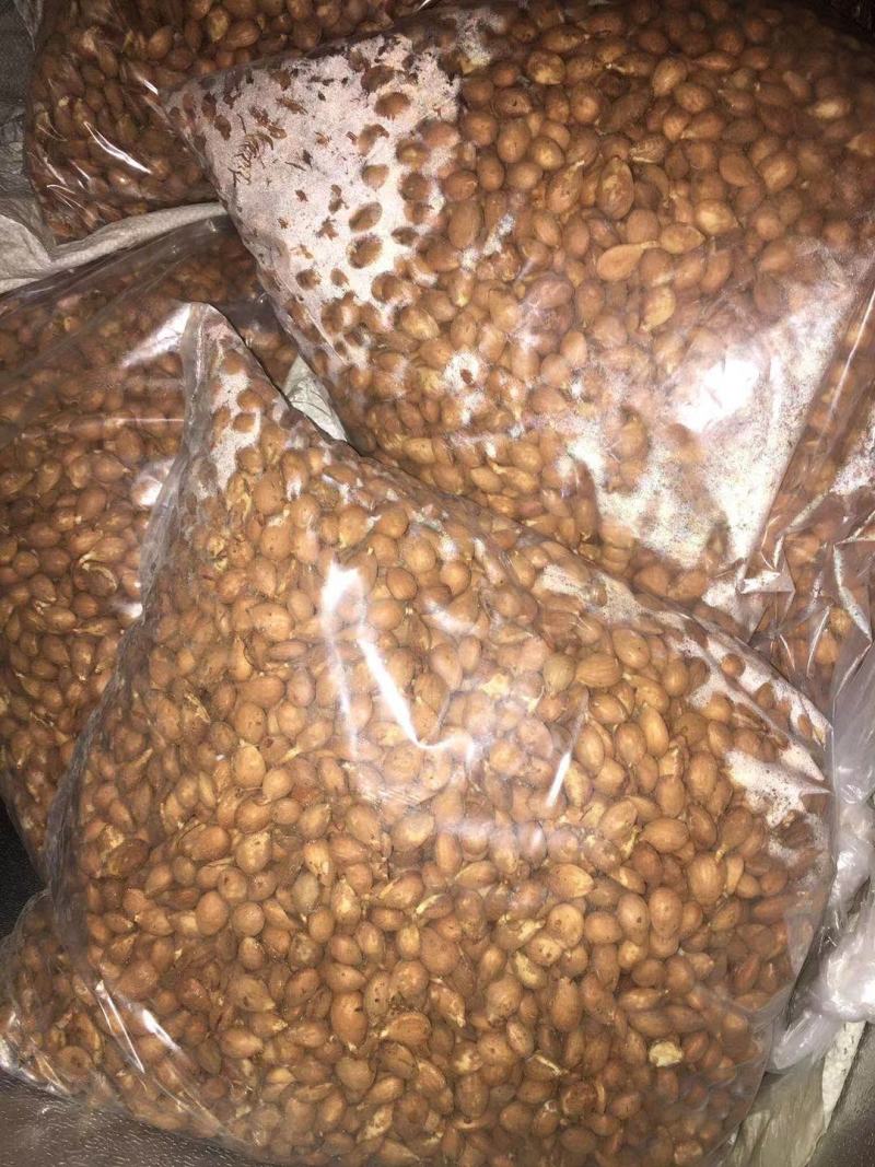 沙藏好的毛桃胡种子，开壳快，齐，开壳率高籽粒饱满，无坏粒