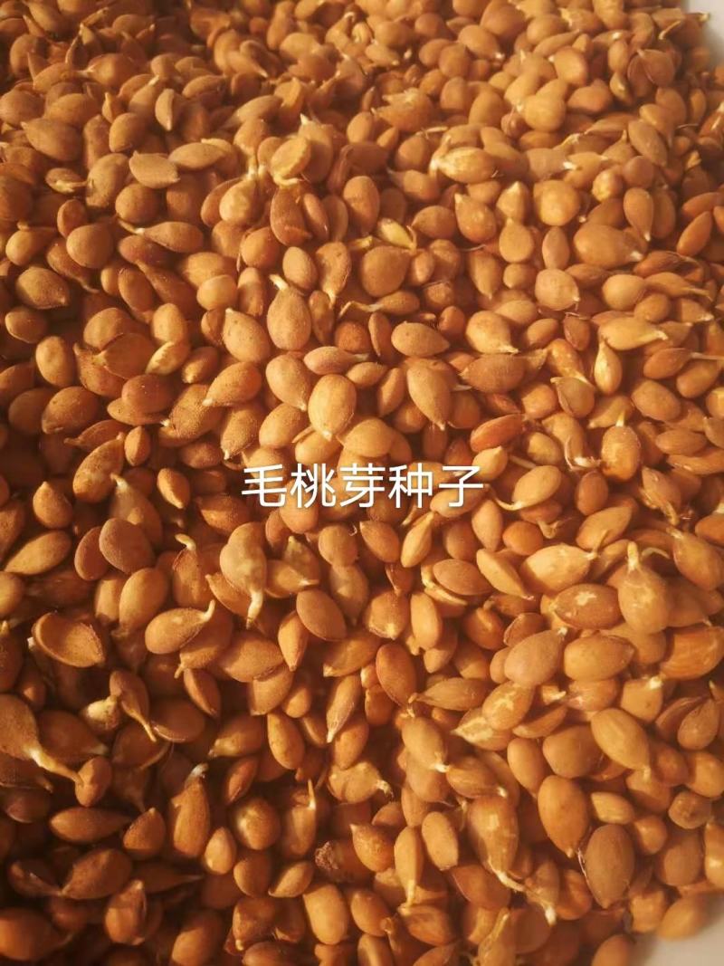 沙藏好的毛桃胡种子，开壳快，齐，开壳率高籽粒饱满，无坏粒