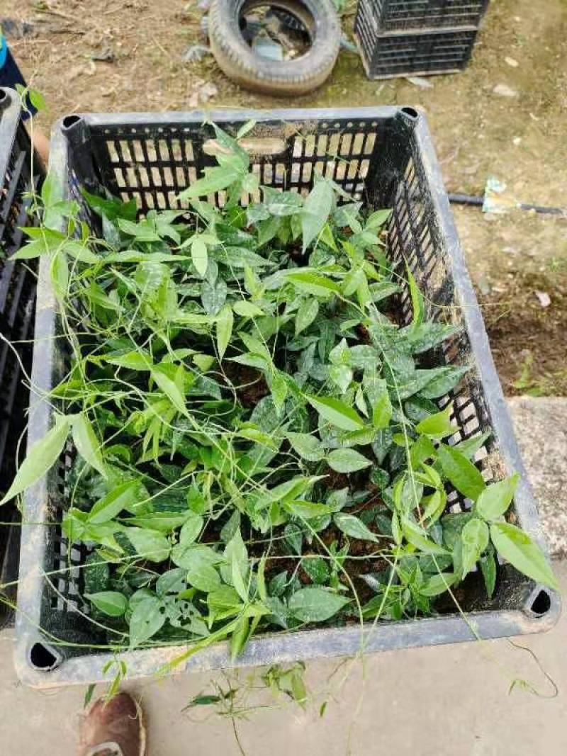 广西小叶牛大力苗，优质苗，价格实惠，基地直供