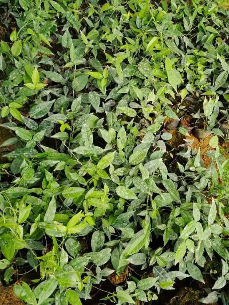 广西小叶牛大力苗，优质苗，价格实惠，基地直供