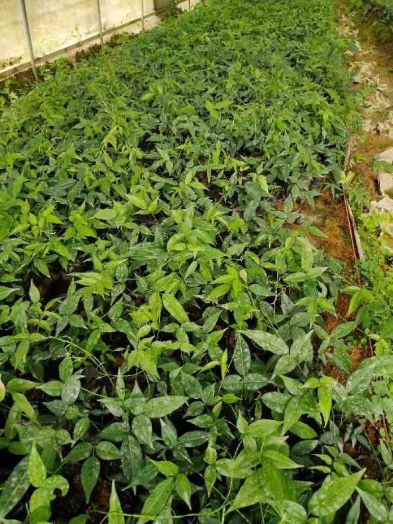 广西小叶牛大力苗，优质苗，价格实惠，基地直供