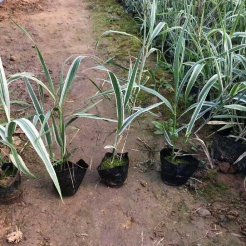 花叶芦竹，精品苗，一手货源，基地直发，大量供应