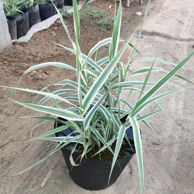 花叶芦竹，精品苗，一手货源，基地直发，大量供应