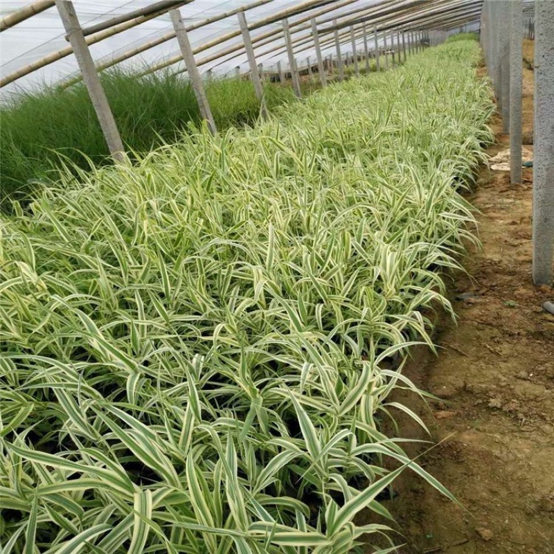 花叶芦竹，精品苗，一手货源，基地直发，大量供应