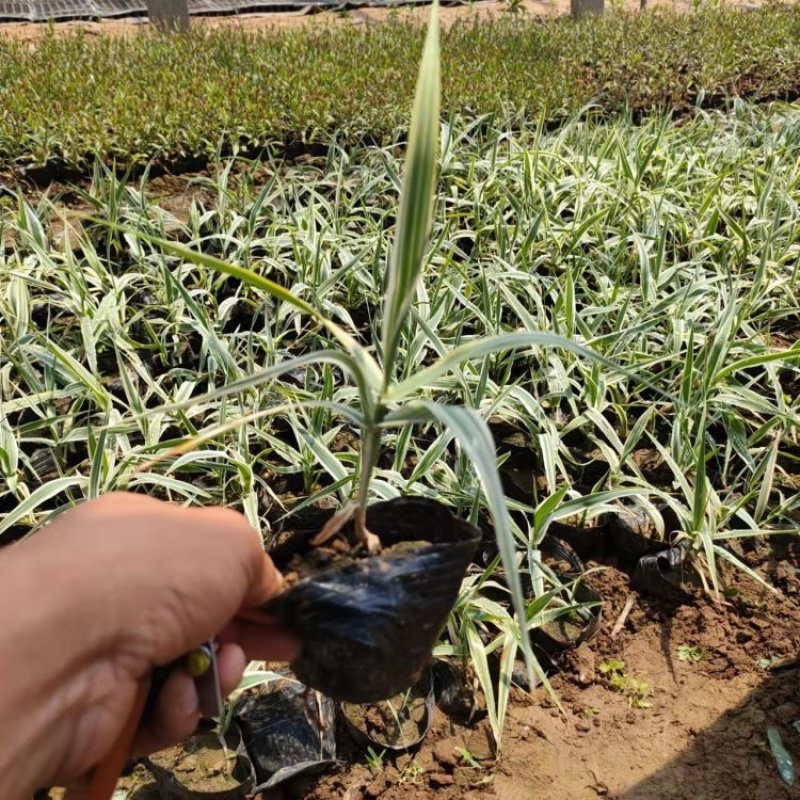 花叶芦竹，精品苗，一手货源，基地直发，大量供应