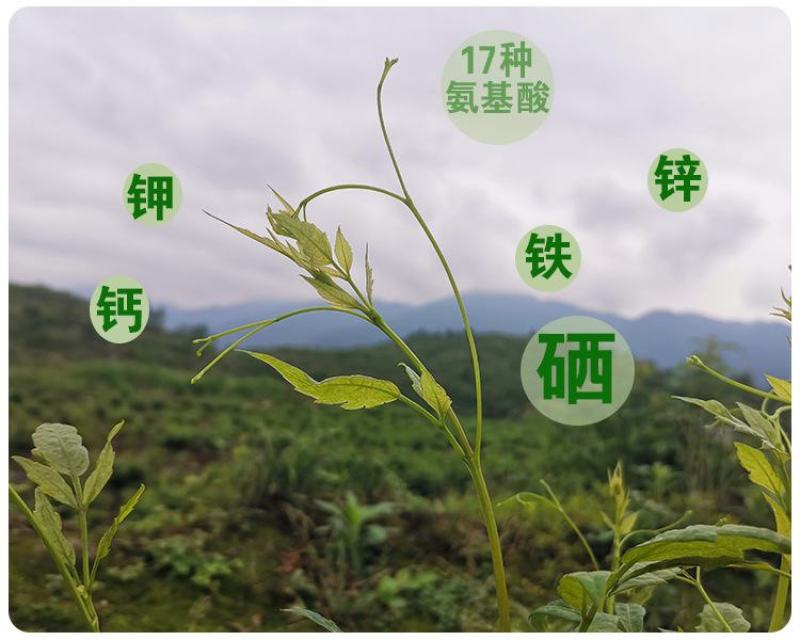 藤茶