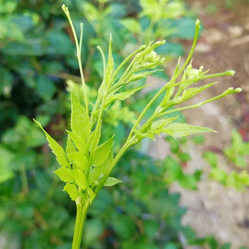 藤茶