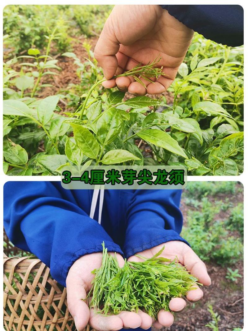 藤茶